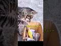 【ネズミ危うし！】#ネコ #ねこ #猫 #cat #ネズミ #mouse #animal #shorts #comedy