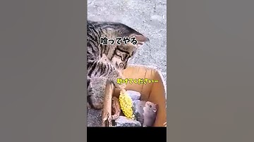 【ネズミ危うし！】#ネコ #ねこ #猫 #cat #ネズミ #mouse #animal #shorts #comedy