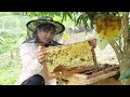 Beautiful nature harvesting honey is natures gift