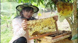 Beautiful nature. Harvesting honey is nature