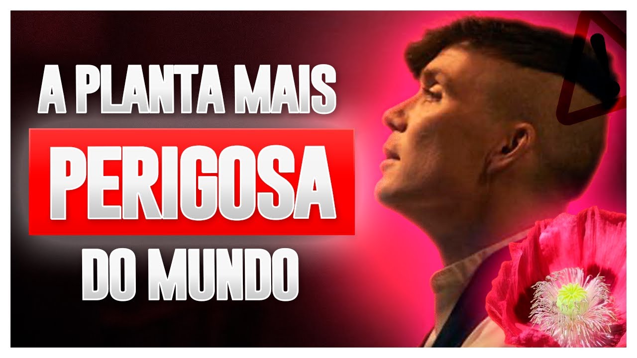 A HISTÓRIA DO ÓPIO E AS DROGAS QUE ELE PRODUZ
