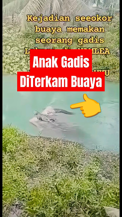 Anak gadis diterkam Buaya #shorts #short #buaya #buayabesar #sedih #anakgadis #predator #buayamuara