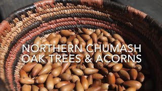 Episode 2 Chumash Uses Of Acorn And Oak Trees