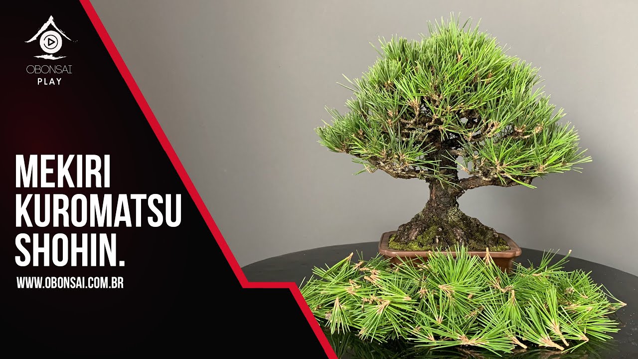 Mekiri de um Kuromatsu Shohin.