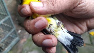 Makes you emotional... In America this bird costs as much as a car, but here it's sold cheaply.