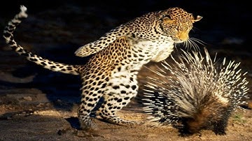 Leopard vs Porcupine! The leopard attacks a porcupine
