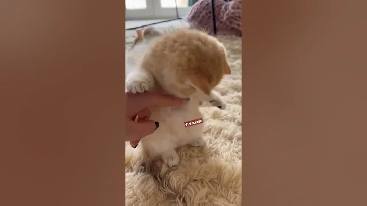 Watch the video about #shorts #cat 🐾#cute😻 #cool😎 #catsofinstagram🐈 #catlover💕 #catlove #meows_luv #meow #funny 😹