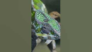 The Mind Blowing Science Behind Chameleon Color Changes