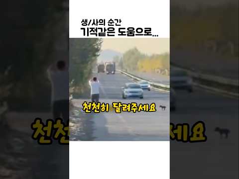 고속도로에서 강아지를 구해낸 남자 #강아지구조 thumbnail