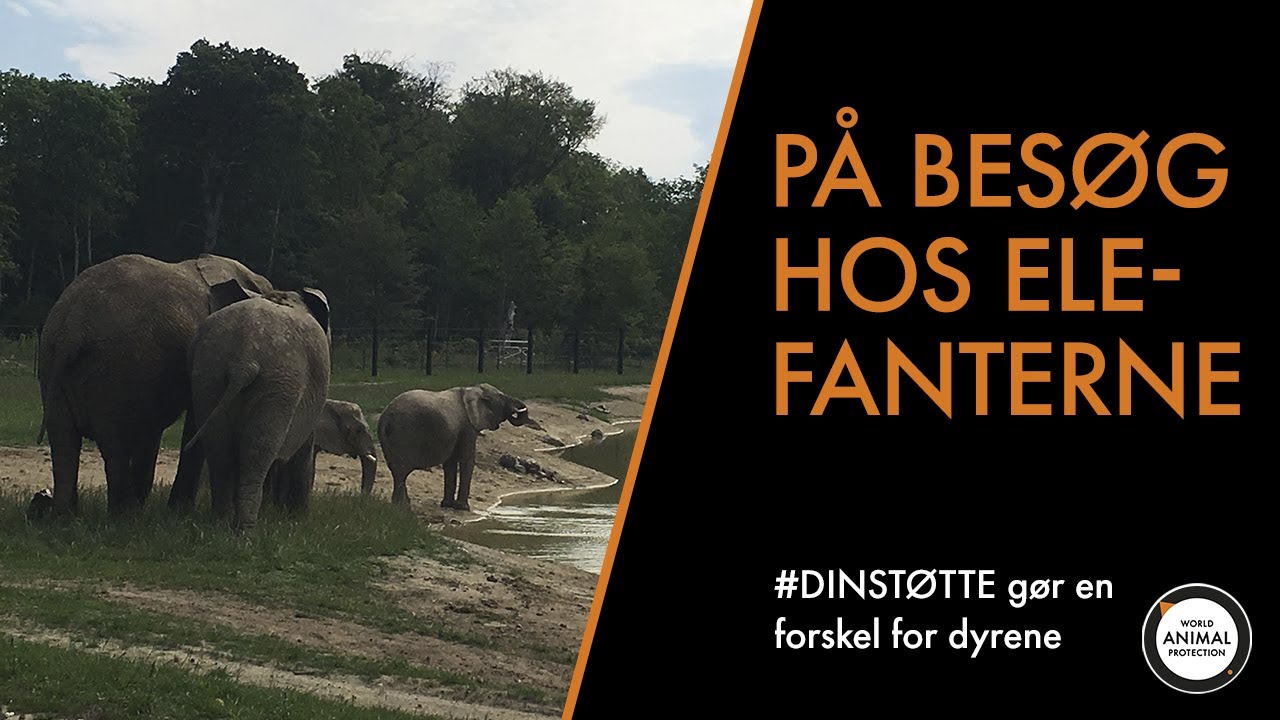 Så godt har de tidligere cirkuselefanter fået det