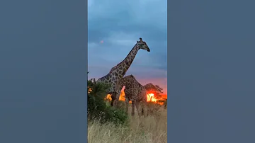 Nature Is Beauty 