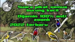 MP3 Suara pikat semua jenis burung kecil 2022