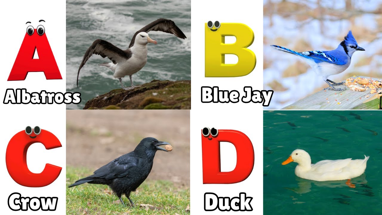 Birds ABC Song | Birds Alphabet Song | Learn English Alphabet Letters ...