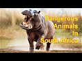 Top 10 Most Dangerous Animals In South Africa