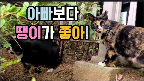 집나갔다가, 반년만이 돌아온 아빠 고양이를 만난 딸 고양이는 마냥 좋아할순없다.
