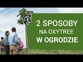 Poznaj sposoby na prowadzenie Oxytree w ogrodzie z naszym ekspertem