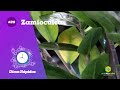 Dicas raÌpidas - Zamioculcas cultivo e reprodução #20