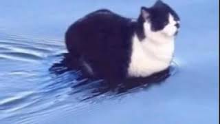 Video thumbnail of "Cat sitting on water meme (song discovered)"