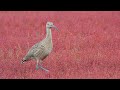 サンゴ草の幻想的な湿原に佇むホウロクシギ