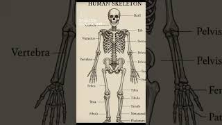 human skeleton #medicaladvice #treandingshort #english