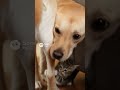 【Lab &amp; Kitty Life】 Kitten Stops Lab's Wagging Tail