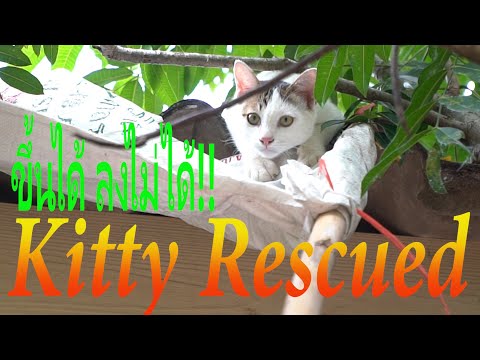 วีดีโอ: วิธีเอาแมวออกจากต้นไม้