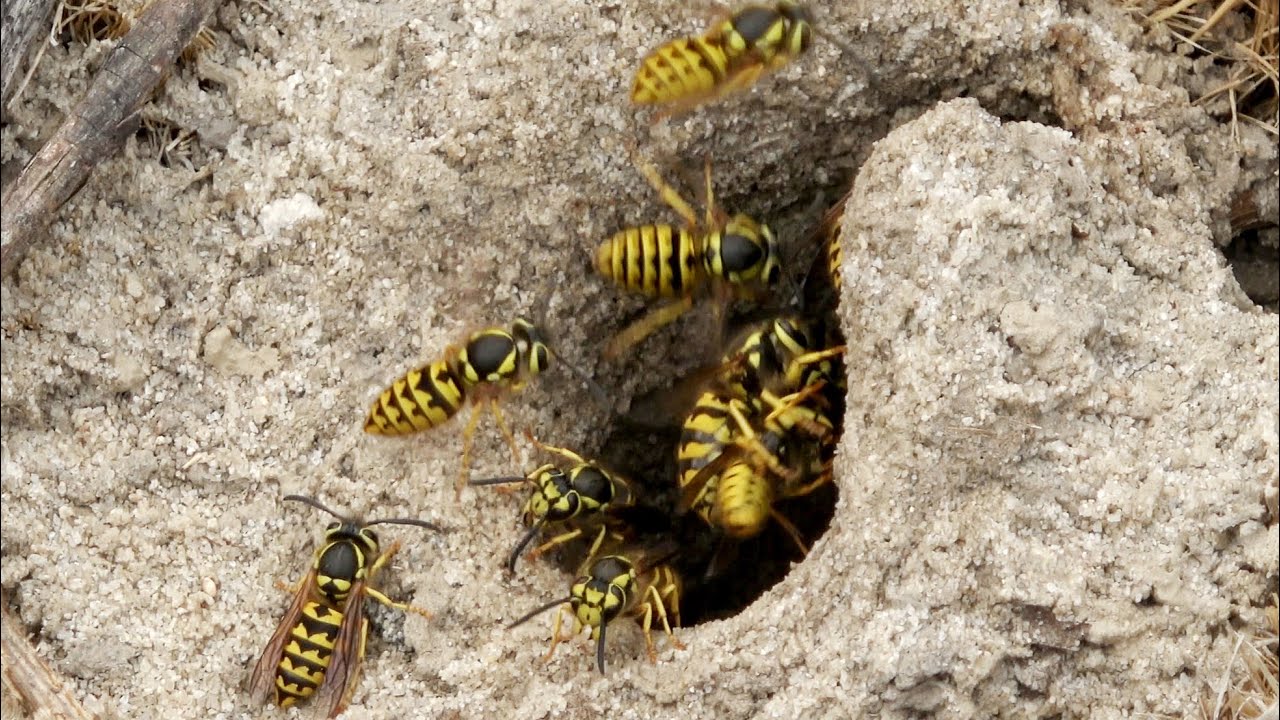Yellow jackets ground nest YouTube