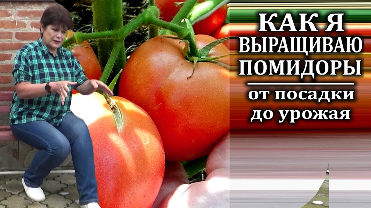 Что не так с этими высокорослыми томатами в открытом грунте?
