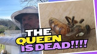 This queen was dead! (Miracle queen bees comes back to life) by Whistle Thicket 211 views 2 months ago 13 minutes, 24 seconds