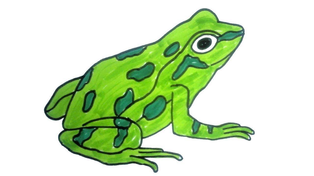 How To Draw A Frog For Kids Step By Step