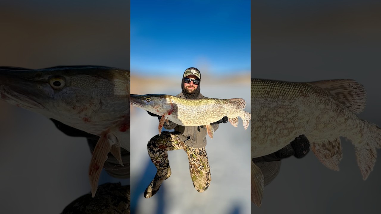 Pike Action on the Tip ups #northernpike #icefishing #getoutside #bigpike #tightlines #fyp