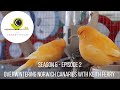 The Canary Room Saison 6 Épisode 2 Hivernage Du Norwich Canary Avec Keith Ferry mp3