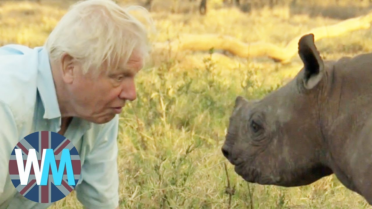 Top 10 David Attenborough Moments YouTube