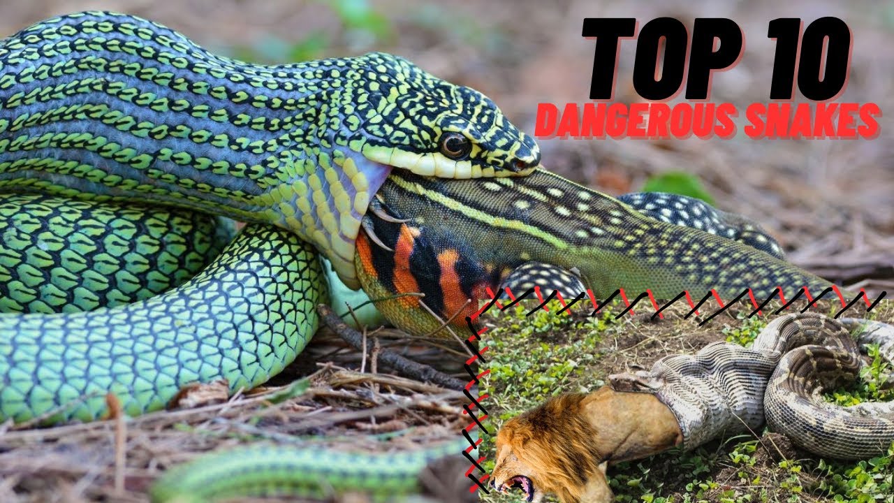 Top 10 Most Dangerous Snakes In The World - YouTube