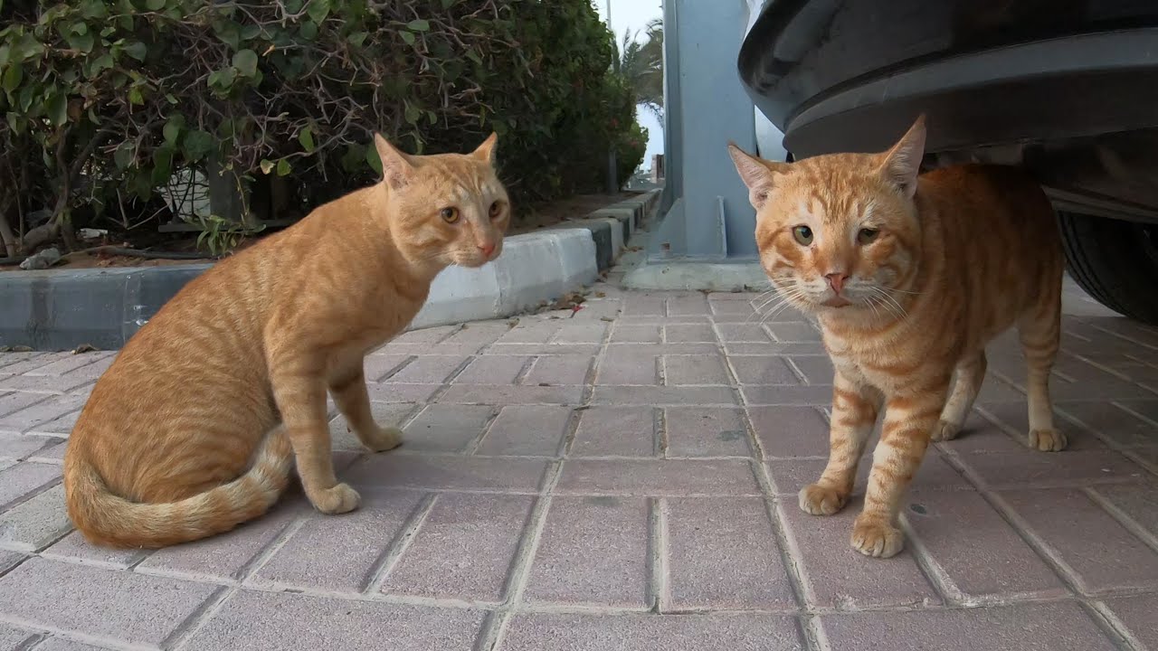 Homeless cats in Ras Al Khaimah, UAE #cat #cats #viral #emirates #UAE # ...