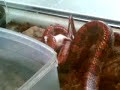 Feeding Longin (Corn Snake) - Phase 2 / 3