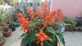 First outing after Unlock down // Salvia Flower Plants update after fully bloomed #gardenrooftop