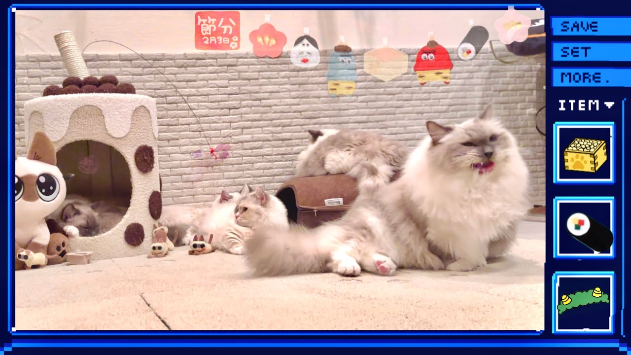 【猫×豆まき】怖い感じで終わってしまった…😫🤚ꔛ🫘👹和風少々🎤   #ragdoll    #munchkin 