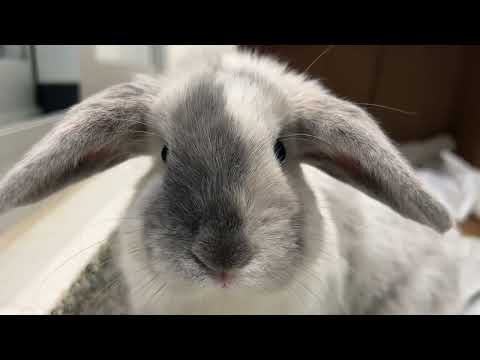 Hop To It! MSPCA Waives Fees For Rabbits and Guinea Pigs In Boston, Salem