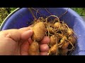 Dont grow potatoes grow groundnuts apios americana super productive  delicious  medicinal