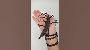 The mighty thorny devil stick insect. #eurycanthahorrida #insects #biology #nature #animals