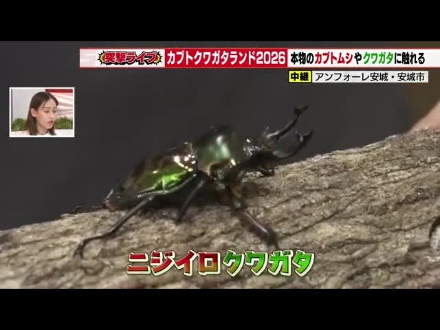 ヘラクレスオオカブト」「ギラファノコギリクワガタ」が間近に