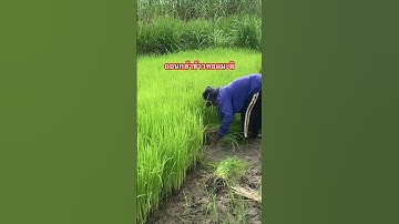 ถอนกล้าเตรียมดำนา #ปักดำ #ข้าวหอมมะลิ #rice #farmer