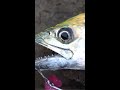 秋のサワラが釣れた時は炙りがくそ美味い！ #shorts
