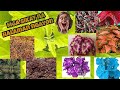 Hanging plant Using Coleus/Mayana Plant - YouTube