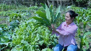 苦麻菜，可喂兔子吃，更是餐桌上的美味
