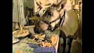 Prancer TV Spots