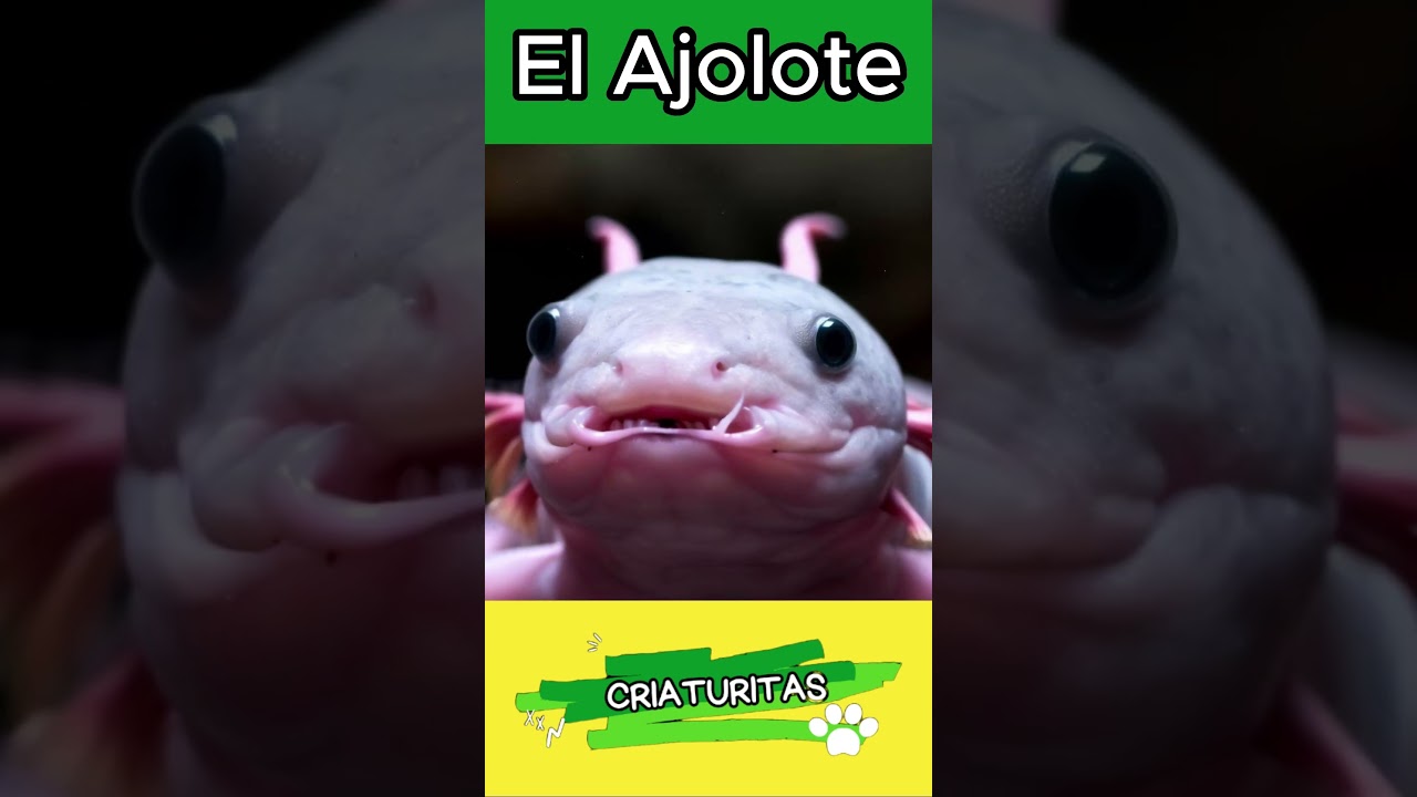 ¡Increíbles! Descubre el ajolote 🌍