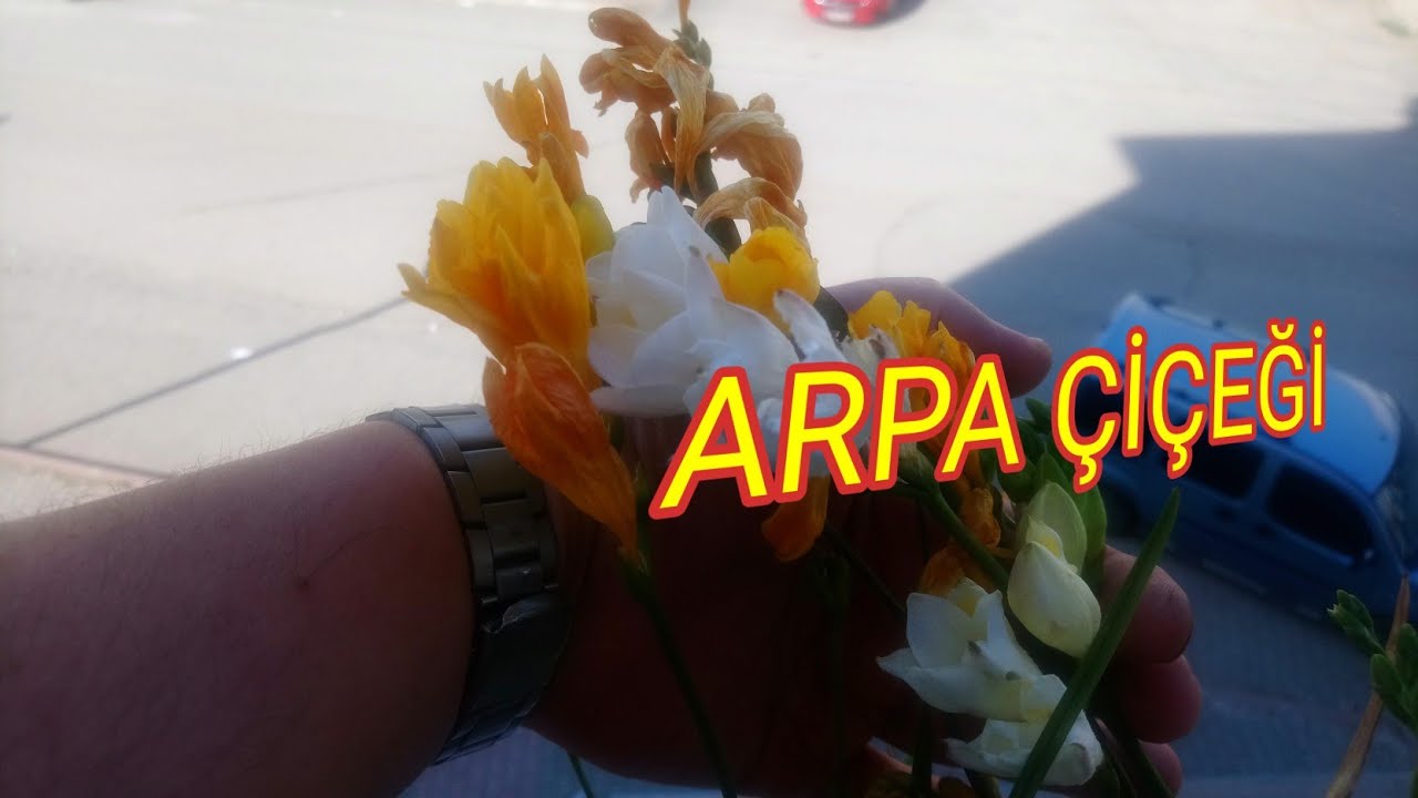 Arpa çiçeği(Frezya) Nedir? Nasıl Dikilir?