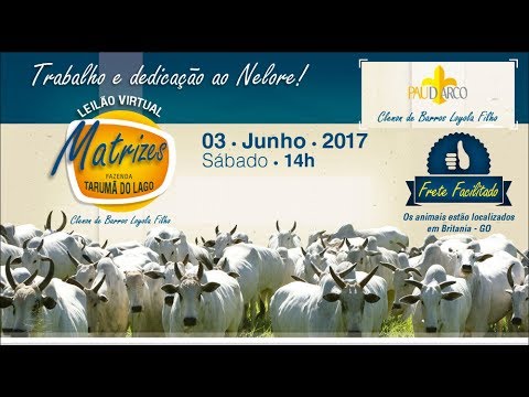 Lote 100 (Neblina-III FIV da Pau D'Arco - NON 5707)